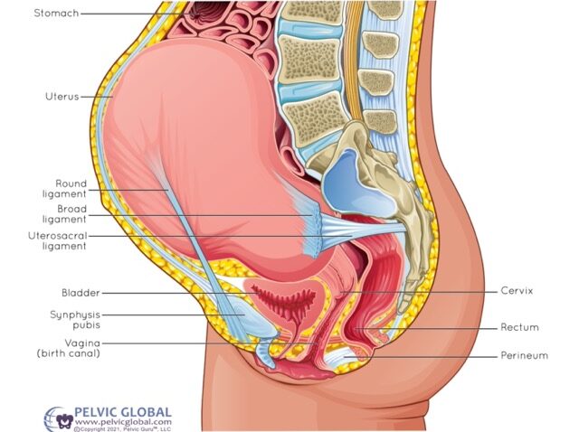 A drawing of the anatomy of a pregnant belly. Showing the uterus and ligaments
