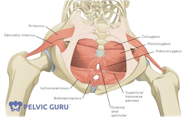 Picture of the pelvic floor muscles from the bottom looking up